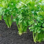 Growing Celery