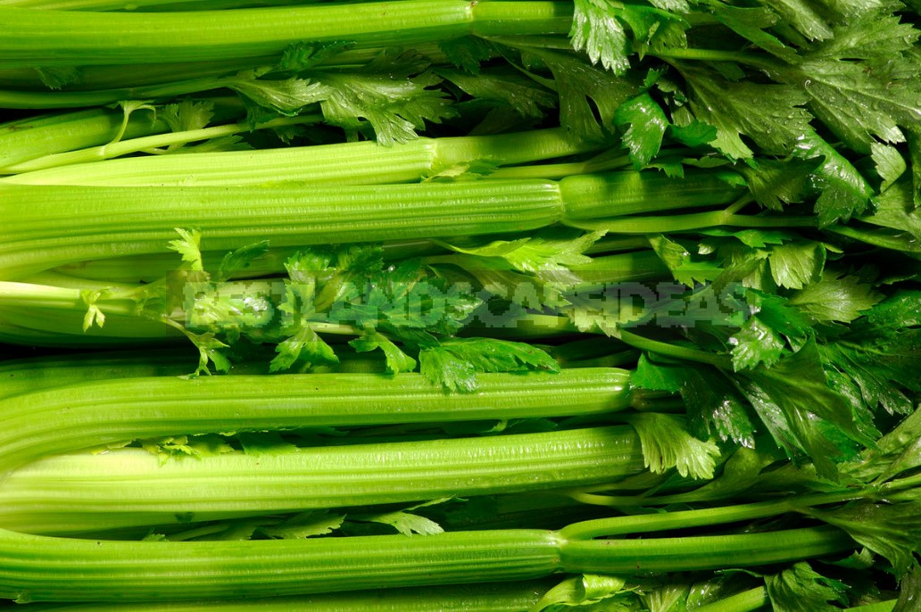 Growing Celery