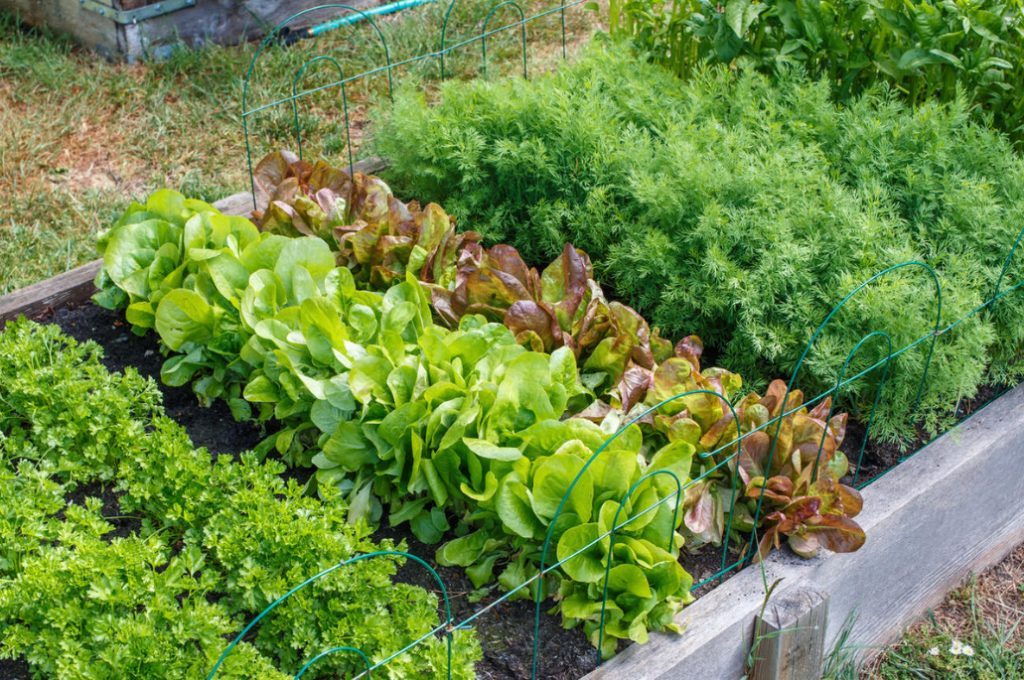 Perfect Garden Plan: 10 Simple Rules That Will Make Your Work Easier