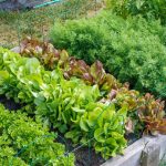 Perfect Garden Plan: 10 Simple Rules That Will Make Your Work Easier