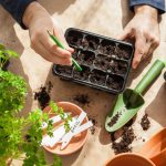 Planting Seedlings In January: Questions And Answers