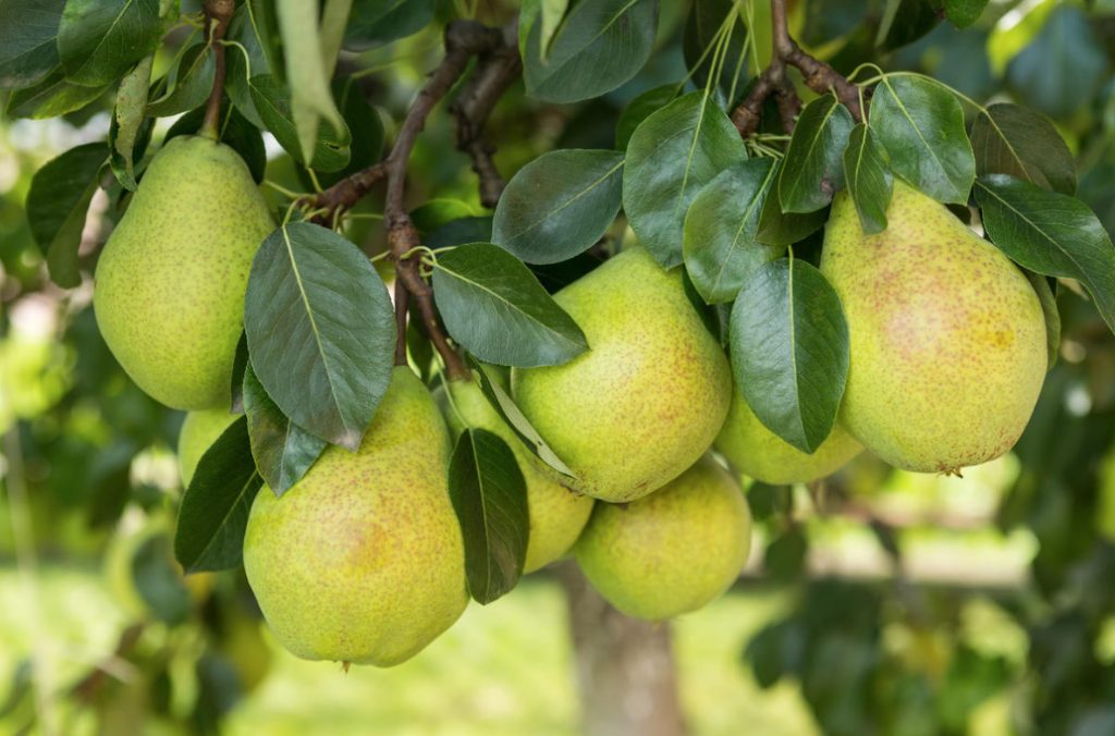Saving Young Fruit Trees From Overload: Step-By-Step Instructions For Pruning