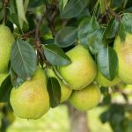 Saving Young Fruit Trees From Overload: Step-By-Step Instructions For Pruning