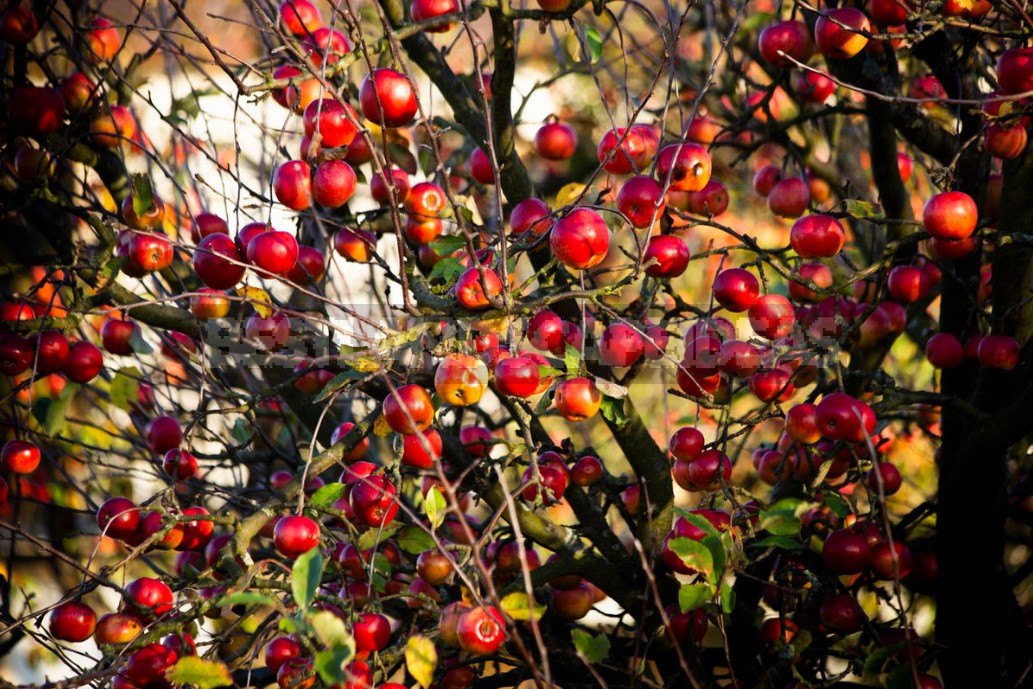 Saving Young Fruit Trees From Overload: Step-By-Step Instructions For Pruning