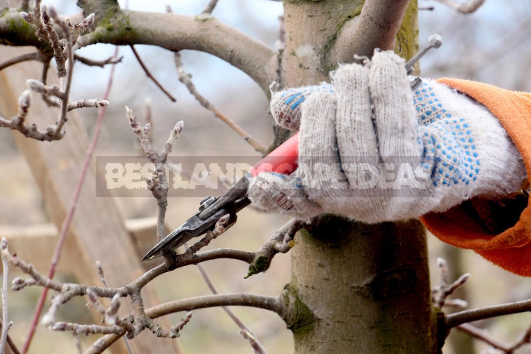 Saving Young Fruit Trees From Overload: Step-By-Step Instructions For Pruning