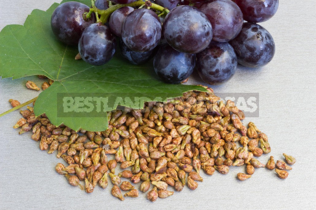 What Are The Benefits Of Grapes, Their Seeds And Leaves (Part 2)