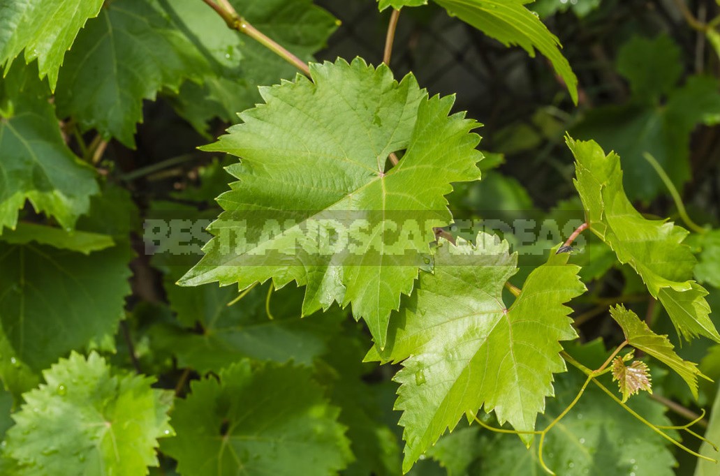 What Are The Benefits Of Grapes, Their Seeds And Leaves (Part 3)