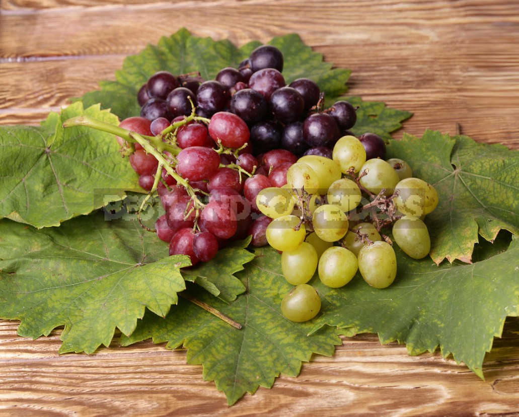 What Are The Benefits Of Grapes, Their Seeds And Leaves (Part 3)