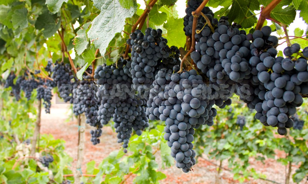 What Are The Benefits Of Grapes, Their Seeds And Leaves (Part 1)