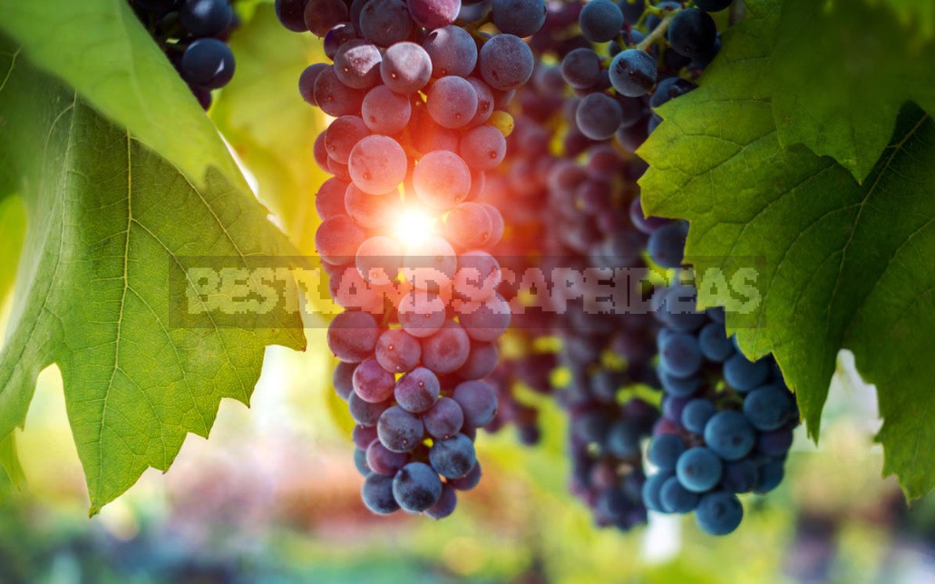 What Are The Benefits Of Grapes, Their Seeds And Leaves (Part 1)