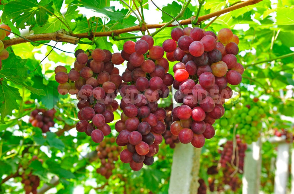 What Are The Benefits Of Grapes, Their Seeds And Leaves (Part 2)