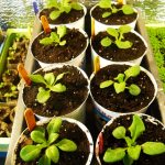 Greenhouse for Spring Seedlings