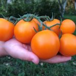 Best Tomatoes For Long-Term Storage: Features Of Care And Proper Fruit Collection