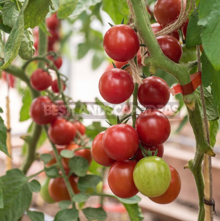 Best Tomatoes For Long-Term Storage: Features Of Care And Proper Fruit Collection