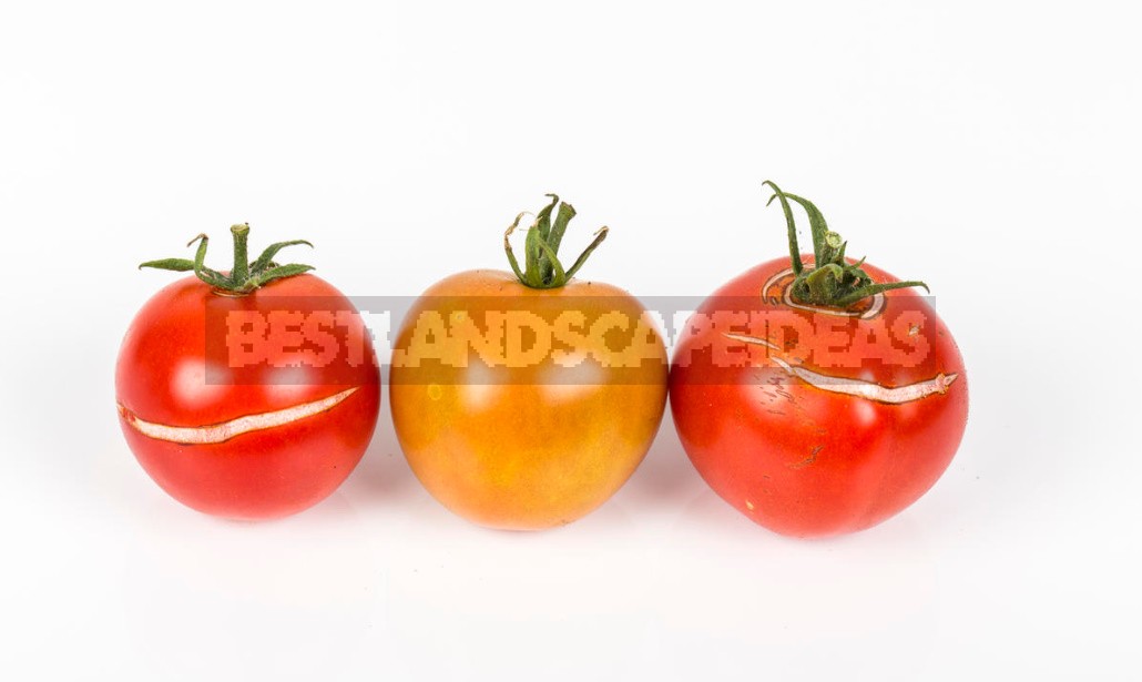 Best Tomatoes For Long-Term Storage: Features Of Care And Proper Fruit Collection