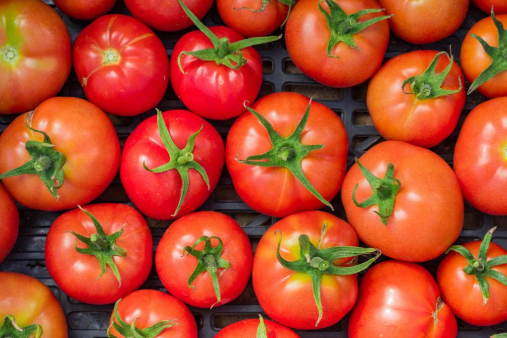 Best Tomatoes For LongTerm Storage Features Of Care And Proper Fruit