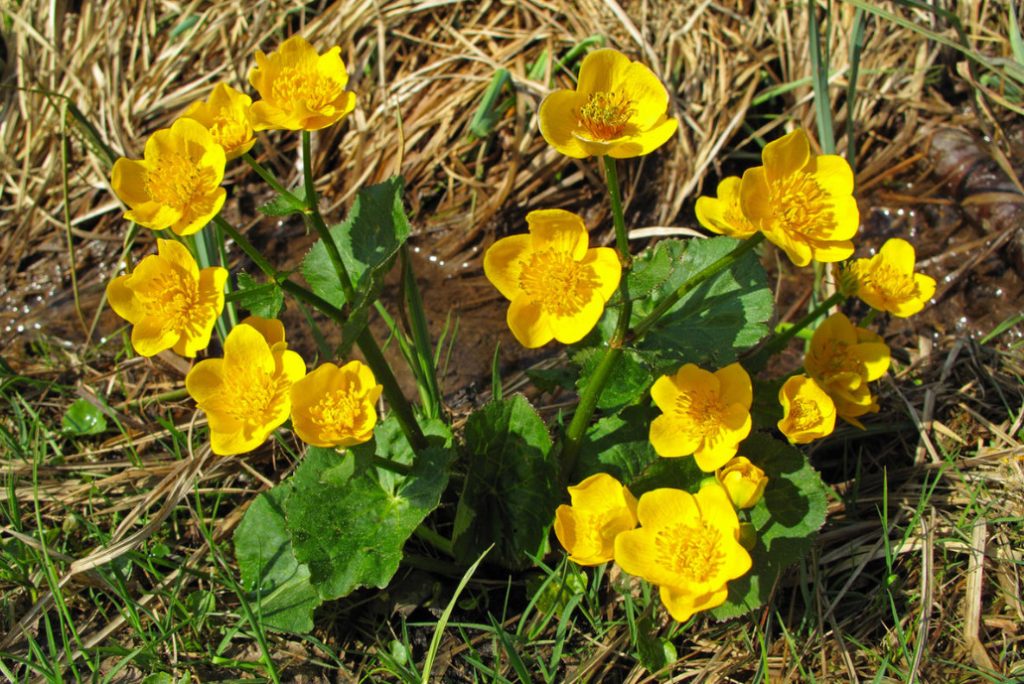 Caltha Palustris – The Brightest Messenger Of Spring