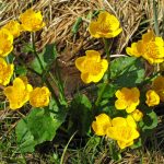Caltha Palustris – The Brightest Messenger Of Spring