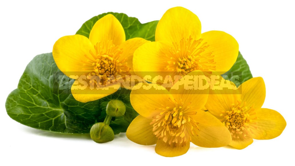 Caltha Palustris - The Brightest Messenger Of Spring