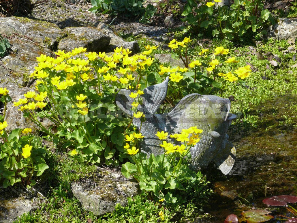 Caltha Palustris - The Brightest Messenger Of Spring