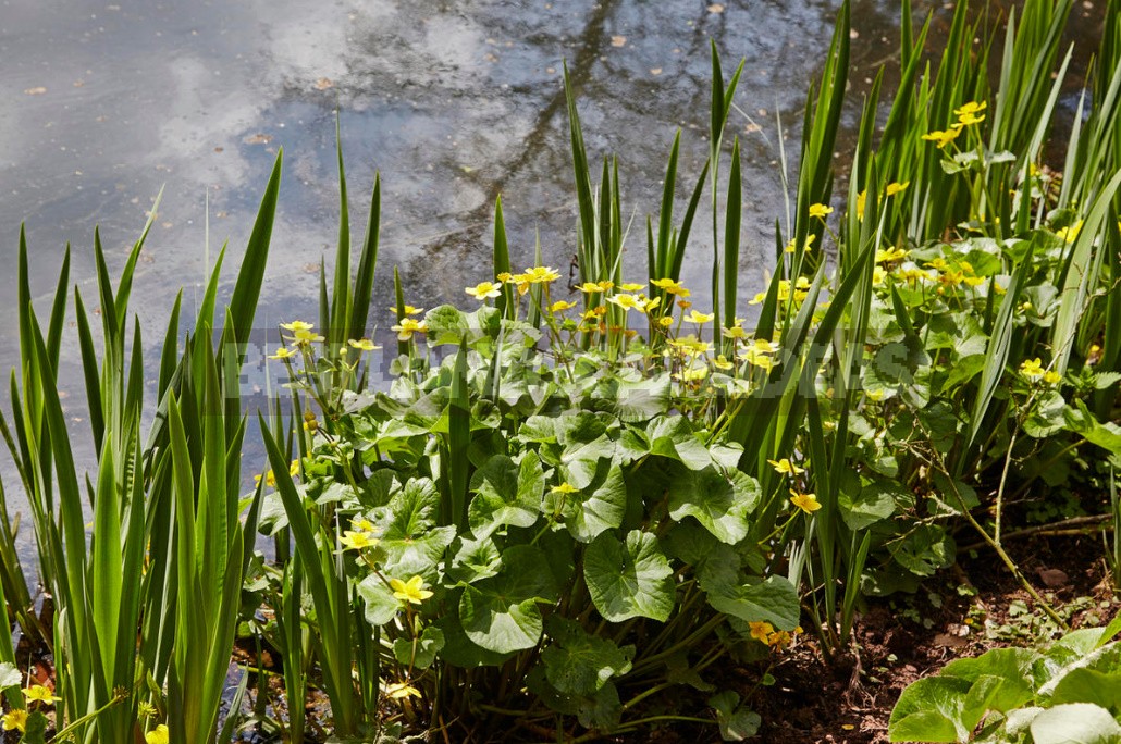 Caltha Palustris - The Brightest Messenger Of Spring