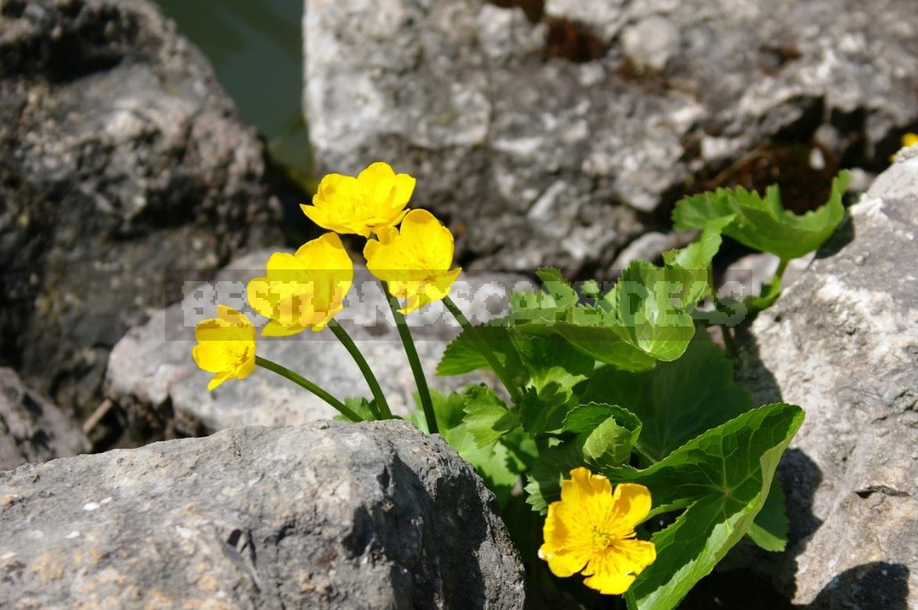 Caltha Palustris - The Brightest Messenger Of Spring