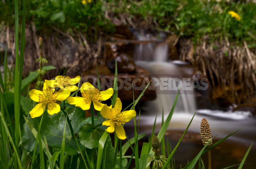 Caltha Palustris - The Brightest Messenger Of Spring