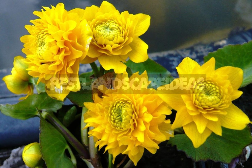 Caltha Palustris - The Brightest Messenger Of Spring