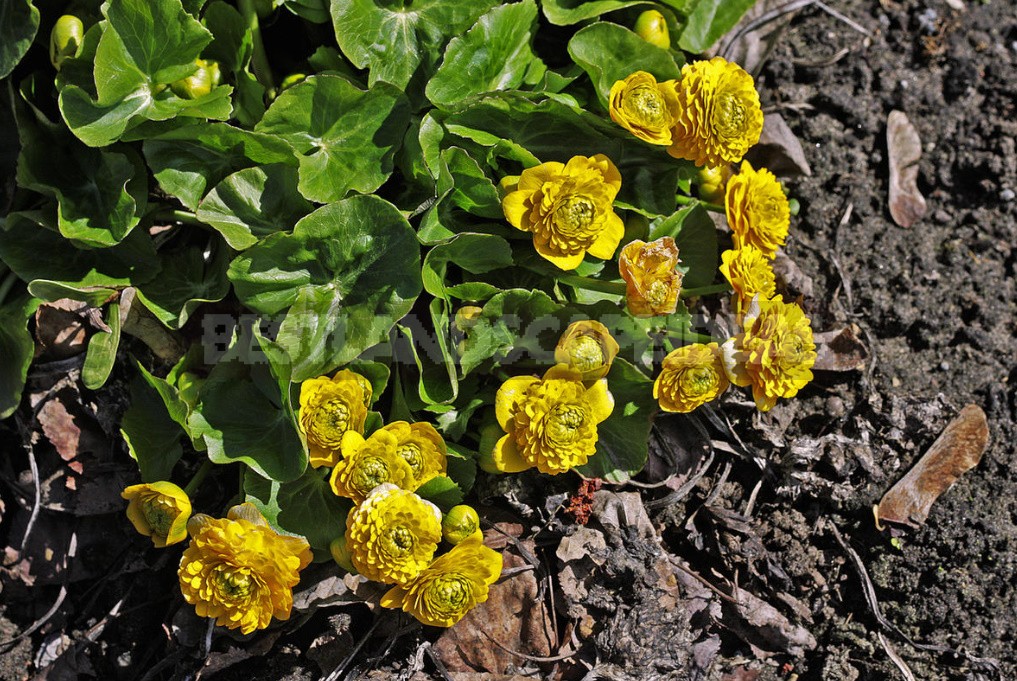 Caltha Palustris - The Brightest Messenger Of Spring