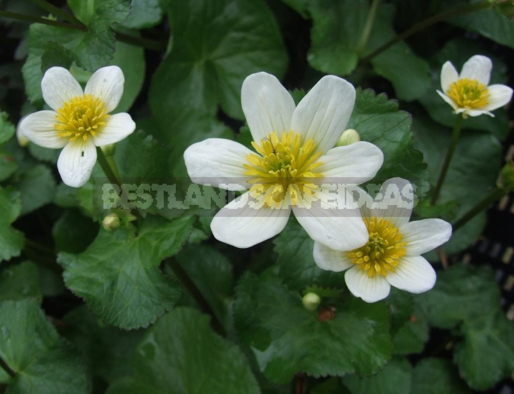 Caltha Palustris - The Brightest Messenger Of Spring