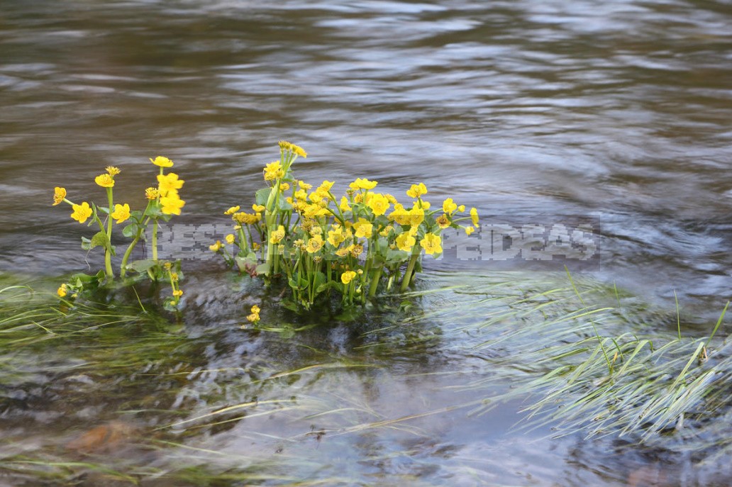 Caltha Palustris - The Brightest Messenger Of Spring