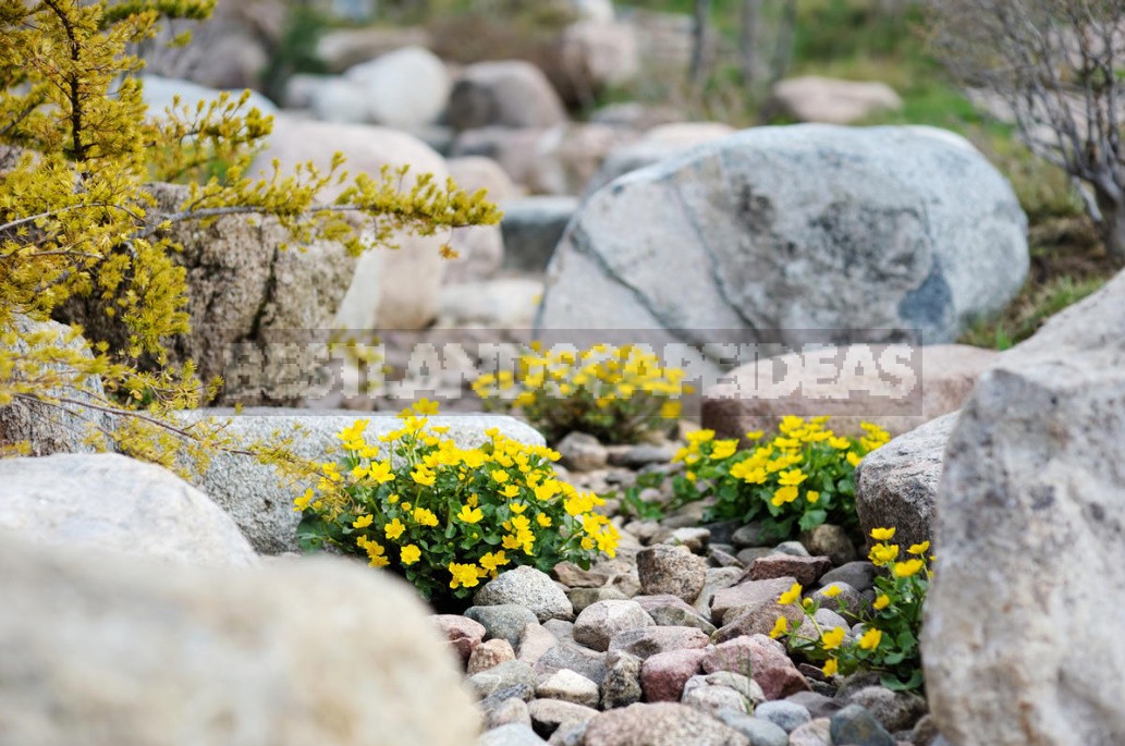 Caltha Palustris - The Brightest Messenger Of Spring