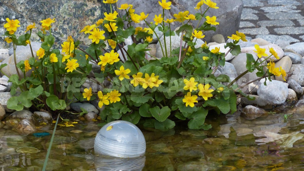 Caltha Palustris - The Brightest Messenger Of Spring