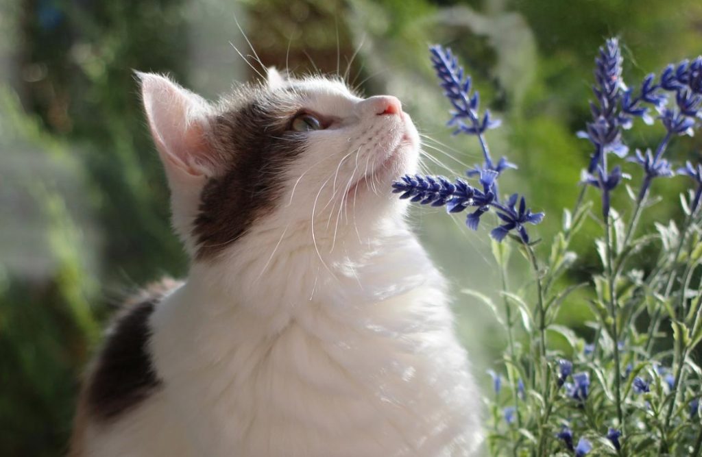 Cat In Landscape Design, Or If You Have a Garden And a Cat…