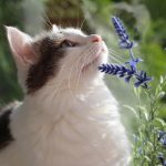 Cat In Landscape Design, Or If You Have a Garden And a Cat…