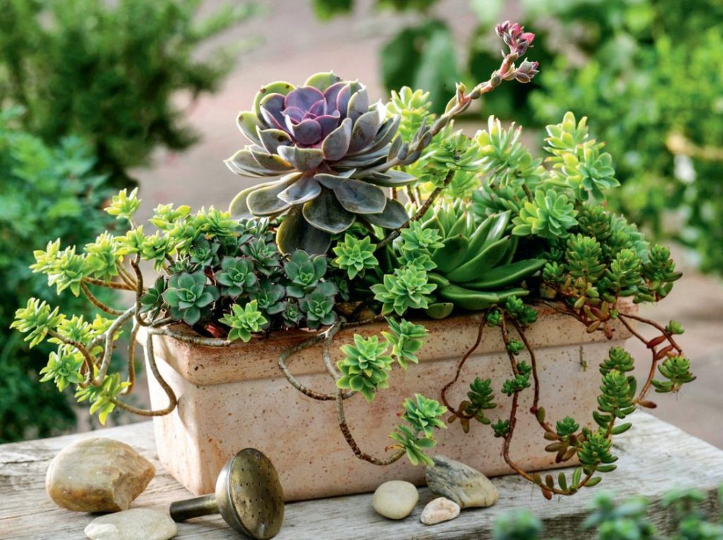 Charming Fatties: Succulents And Compositions With Them
