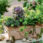 Charming Fatties: Succulents And Compositions With Them
