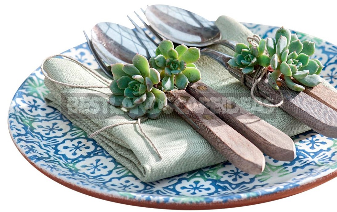 Charming Fatties: Succulents And Compositions With Them