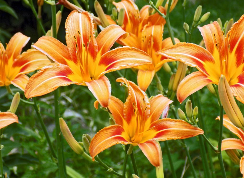 Choosing Perennials For a “Lazy” Garden (Part 2)