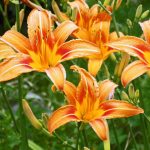 Choosing Perennials For a “Lazy” Garden (Part 1)