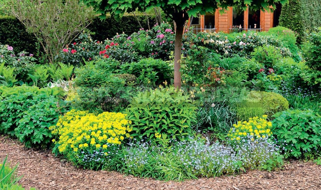 Choosing Perennials For a "Lazy" Garden (Part 2)