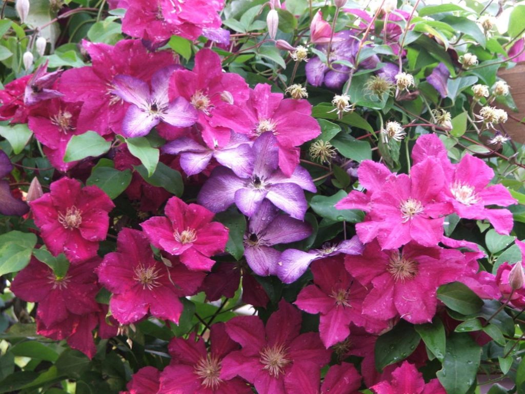Clematis In All Its Glory: How To Achieve Good Flowering