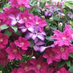 Clematis In All Its Glory: How To Achieve Good Flowering