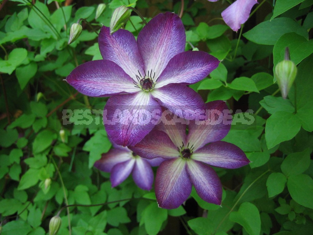 Clematis In All Its Glory: How To Achieve Good Flowering