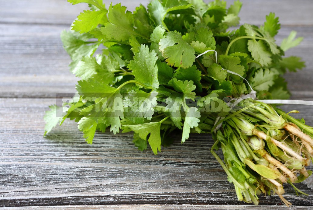 Coriander: Useful Properties And Contraindications