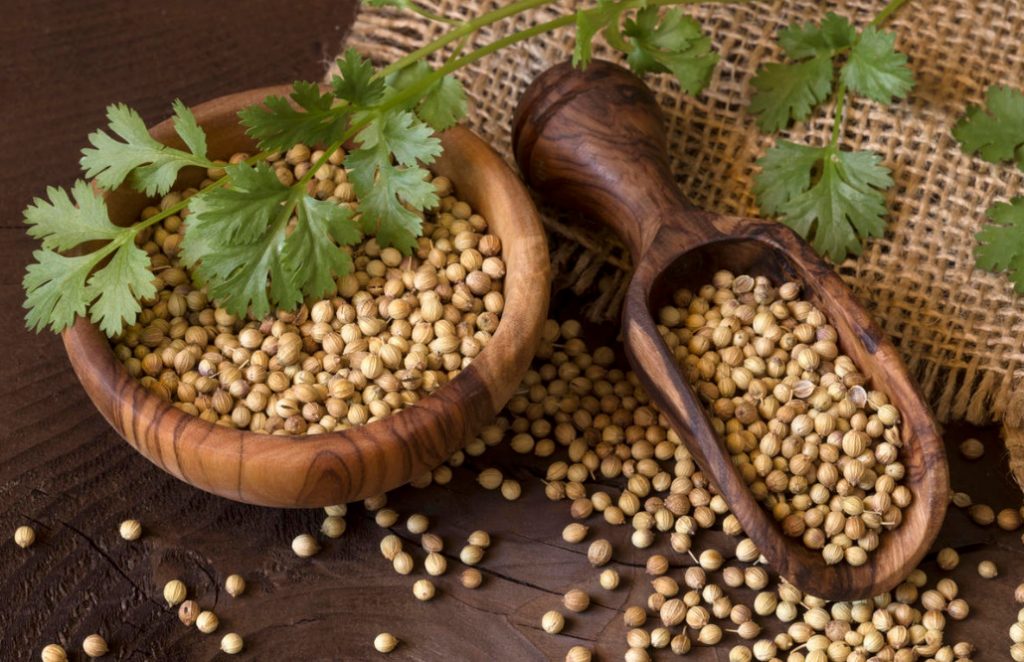 Coriander Useful Properties And Contraindications Best Landscape Ideas