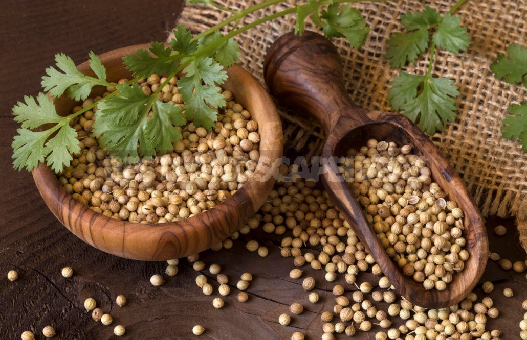 Coriander: Useful Properties And Contraindications