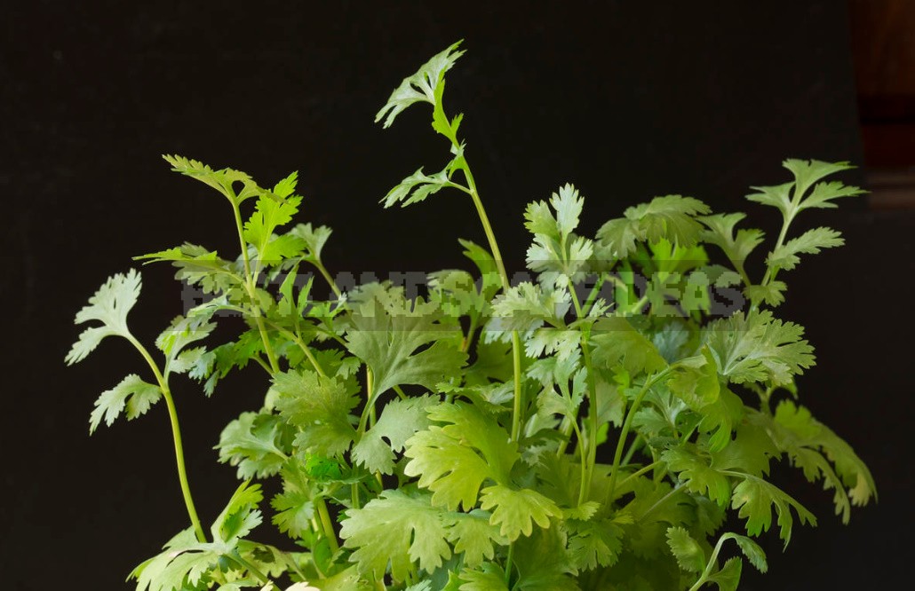 Coriander: Useful Properties And Contraindications