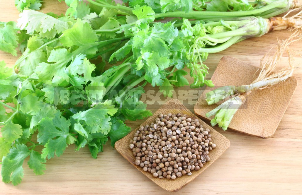 Coriander: Useful Properties And Contraindications