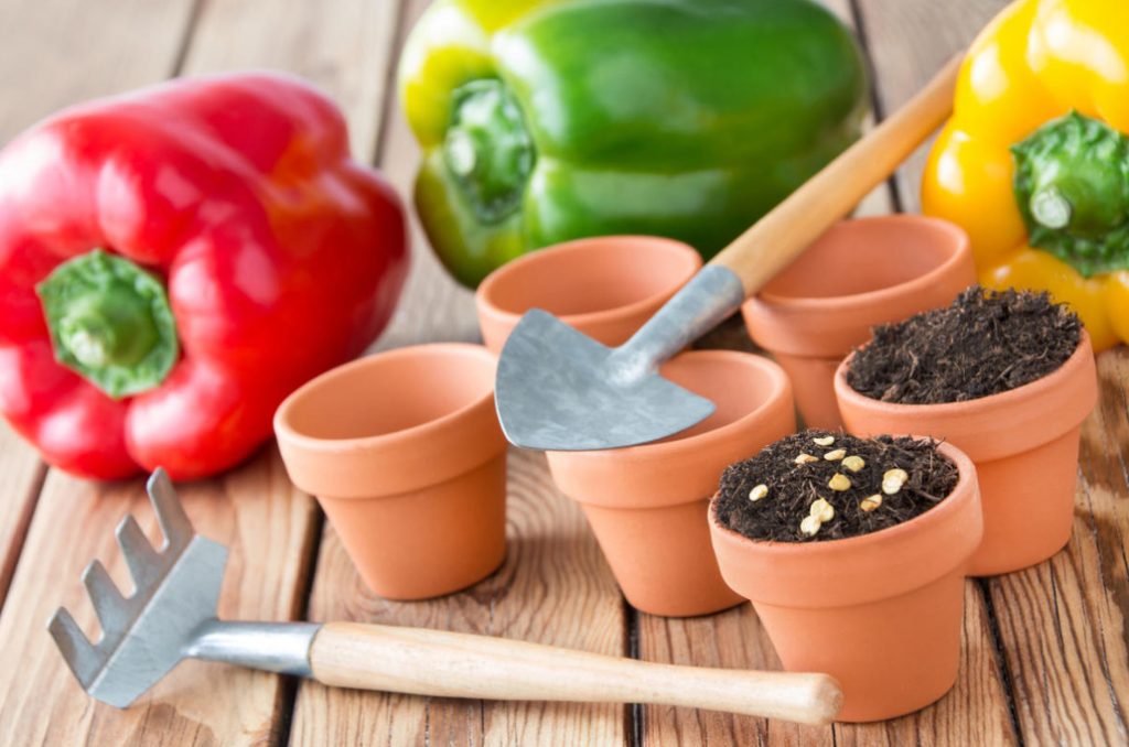 Eight Questions About Planting Tomatoes And Peppers